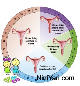 قصد بارداری ، زمان تخمک گذاری را محاسبه کنید